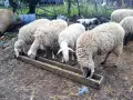 Продавам овце и коч, снимка 1