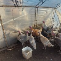 продавам ярки пилета яйца петли пуйки патици , снимка 4 - Кокошки и пуйки - 44303999