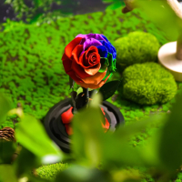 Омагьосаната роза – лимитирано издание Вечна роза - Цветна радост в подаръчна опаковка, снимка 5 - Декорация за дома - 44588012
