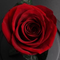 Вечна истинска роза в стъкленица, снимка 17 - Романтични подаръци - 31557958