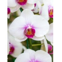 Самозалепващо пано Орхидеи, снимка 1 - Декорация за дома - 38999457
