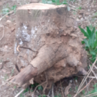 Орехово коренище корен дънер орех, снимка 3 - Други - 44808810