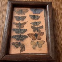 Колекция от пеперуди рамкирани  120лв за всички , снимка 4 - Колекции - 40701500