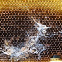 Пчеларски консумативи срещу восъчен молец, снимка 1 - За пчели - 38450428