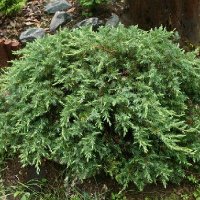 Стелеща Хвойна Шлагер,  Juniperus conferta Schlager, снимка 2 - Градински цветя и растения - 39228677