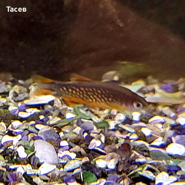 Микроразбора галакси, снимка 1