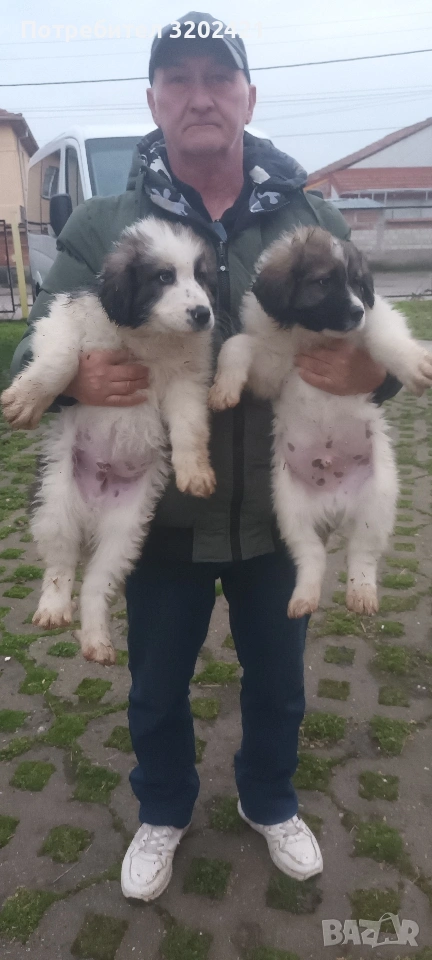 каракачанска овчарка , снимка 1