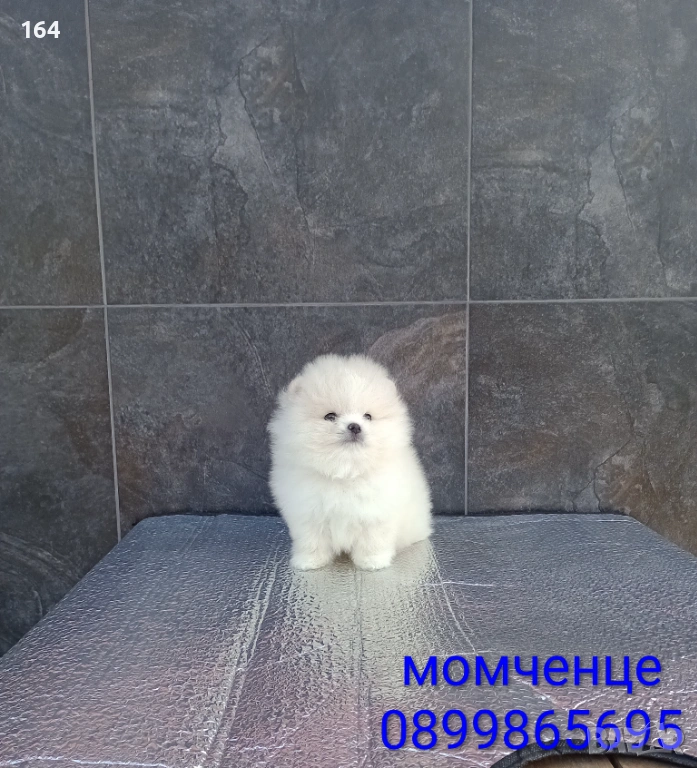 Померан. Мини момченце , снимка 1