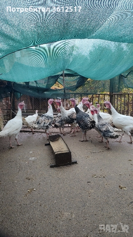 Пуйки и пуяци, снимка 1