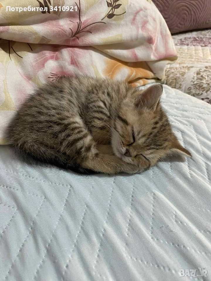 Британска златна чинчила, снимка 1