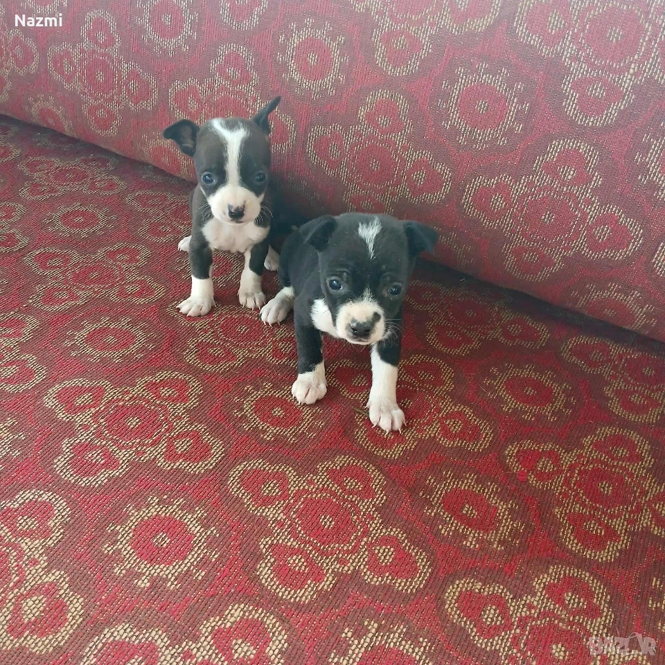 продавам пинчери , снимка 1