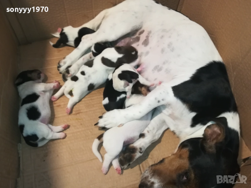 ДЖАК РЪСЕЛ-250ЛВ ЗА КУТРЕ 1808250845, снимка 1