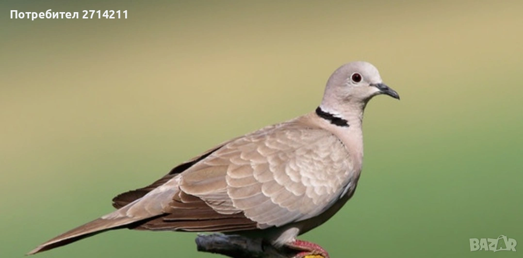 хибридни гугутки , снимка 1