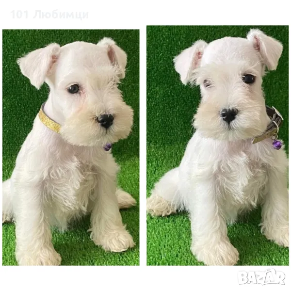 Цверг Шнауцери, снимка 1