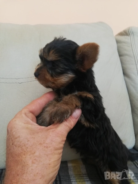 Йоркширски териер, снимка 1