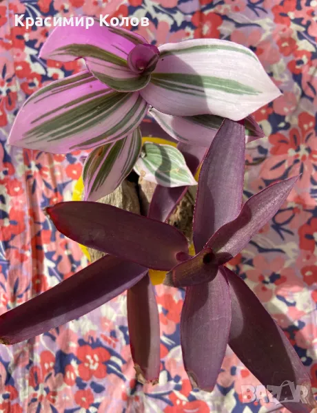 Традесканция, Tradescantia , вариегатна и лилава, листно декоративни, снимка 1