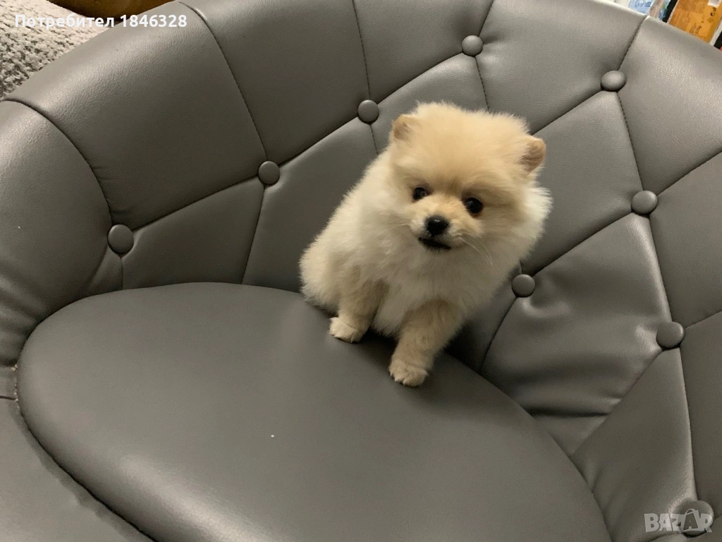 Померан, снимка 1