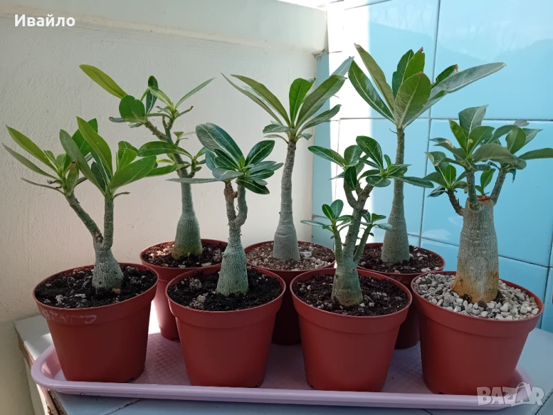 Адениум - Пустинна роза, снимка 1