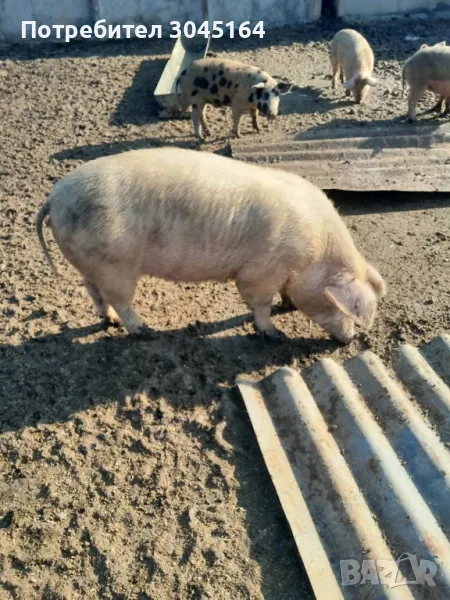 Продавам свободно отглеждани прасета за клане и майки прасета , снимка 1