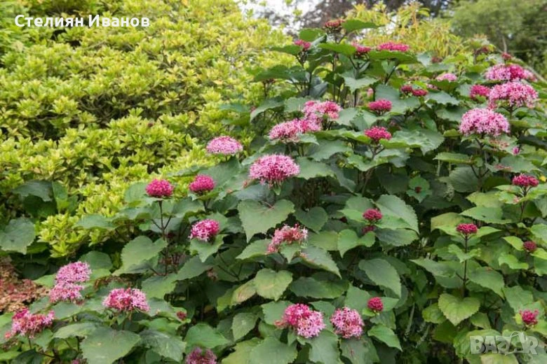 Клеродендрон на Бунге, студоустойчив клеродендрон (Clerodendrum bungei), снимка 1