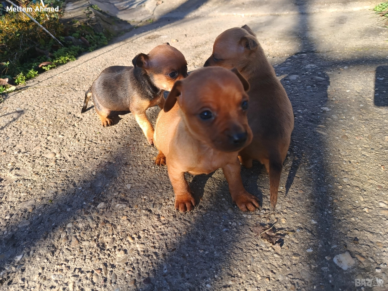 Продавам кучета пинчери , снимка 1