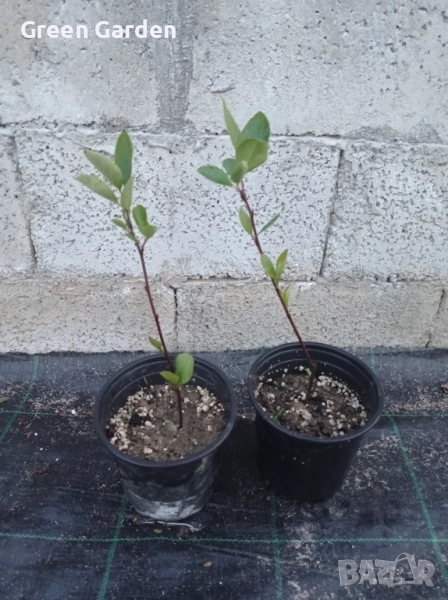 Арония , снимка 1