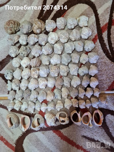 Продавам рапани, снимка 1