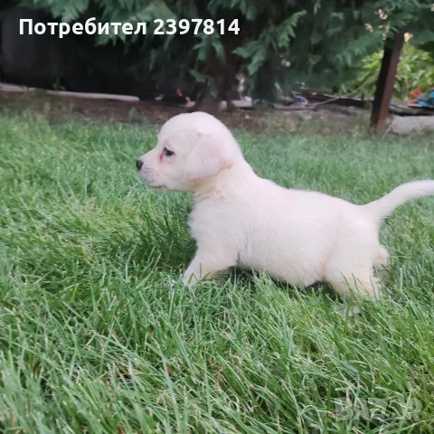 Лабрадор ретривър 