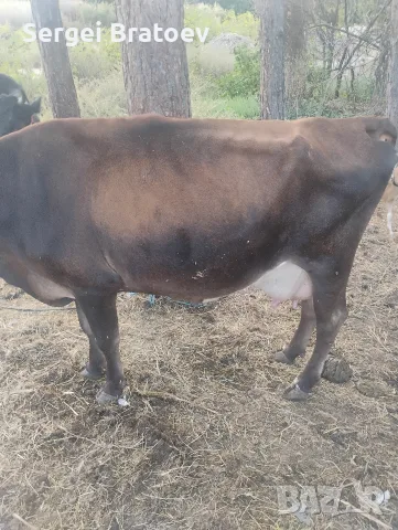 продавам крава Джерсеи на две теллетА 