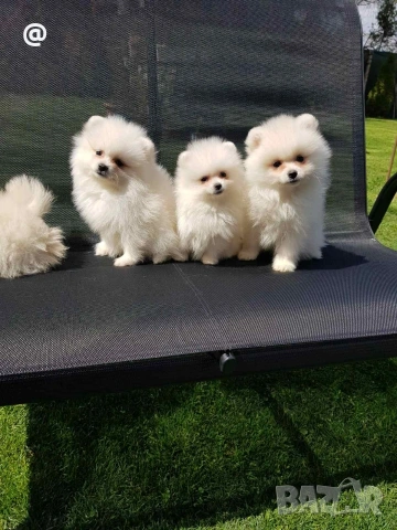 Померан померанчета Гр София , снимка 2 - Померан - 54156420