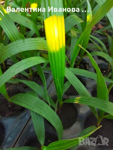 расад канарска финакова палма , снимка 1