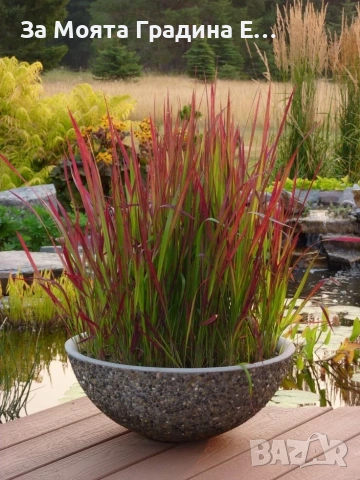 Императа , снимка 6 - Градински цветя и растения - 54020275