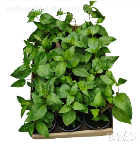 Студоустойчива, многогодишна Градинска Фуксия , снимка 10 - Други - 54271288