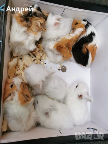 морски свинчета и декоративни мини зайчета отново налични