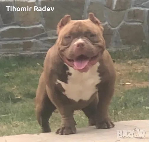 American Bully Pocket, снимка 7 - Други - 55984399