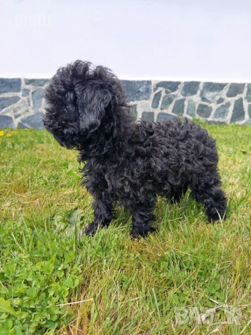 Той пудел момиче, снимка 2 - Пудели - 54158785