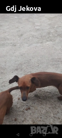 Дакел , снимка 6 - Дакели - 54287312