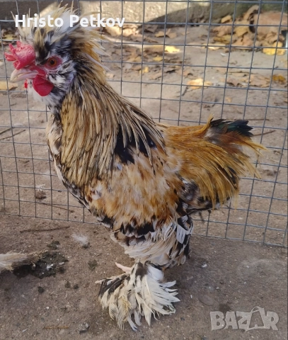Продавам Чифт Струмски Бантам , снимка 2 - Кокошки и пуйки - 52423854