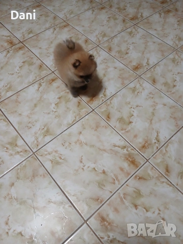 Mini Pomeran, снимка 4 - Померан - 54274482