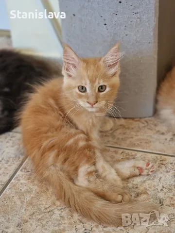 котенца Мейн Куун, снимка 10 - Мейн кун - 55670869