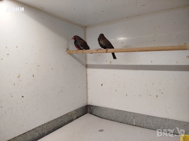 Синя пеперуда мъжка, емблема пикта чифт. , снимка 2 - Амадини - 52952333