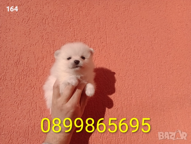 Померани. Белички. Реални снимки от 29.12.25 г., снимка 10 - Померан - 52926285