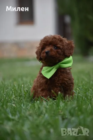 Той пудел Toy poodle, снимка 11 - Пудели - 55006000
