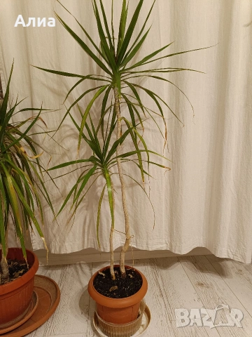 Юка, драцена, сингониум, шефлера, сансивиера, снимка 8 - Градински цветя и растения - 38427917