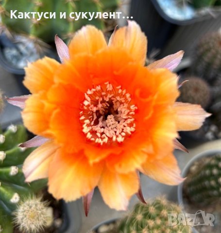 Кактуси Echinopsis хибриди, снимка 3 - Градински цветя и растения - 44326165