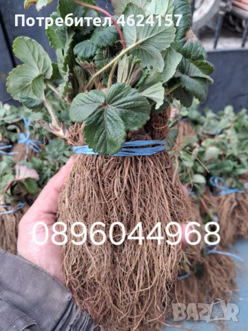 Продавам разсад ягоди, снимка 3 - Сортови семена и луковици - 54183157