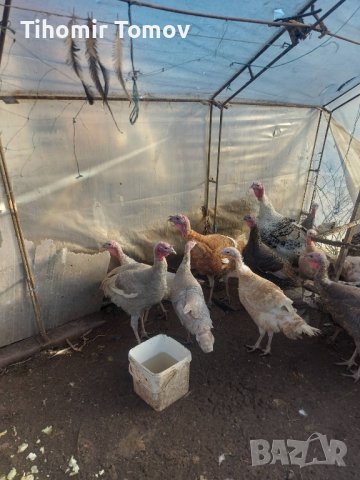продавам ярки пилета яйца петли пуйки патици , снимка 4 - Кокошки и пуйки - 44303999