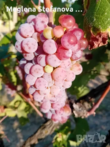 Продавам грозде сорт "Червен мискет"