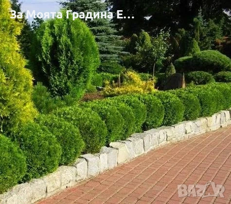 Кълбовидна Туя - Западна Даника, снимка 4 - Градински цветя и растения - 54020326