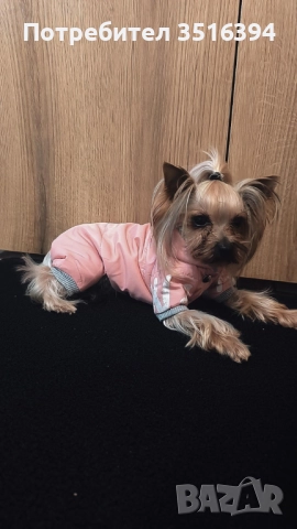 Дрехи за малки куче